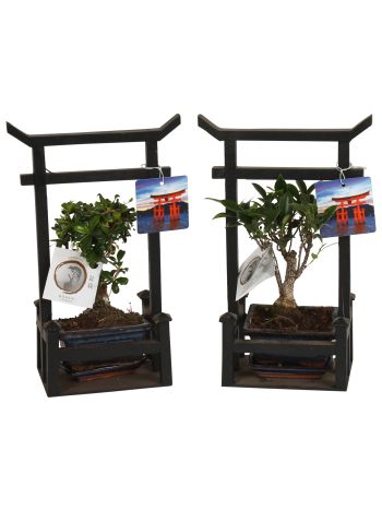 BONSAI MIX TORII KAPU