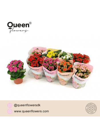 KAL QUEEN MIX EXTRA 12 CM