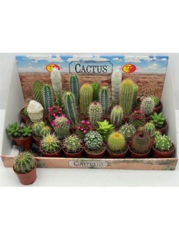 CACTUS GEM DOBOZOS